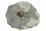 Fossil Monocot Flower - Green River Formation, Wyoming #245075-1